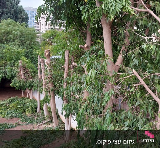 עצים גזומים עם ענפים חתוכים ועלים על הקרקע